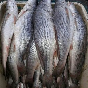 Meet your Posher, Carine